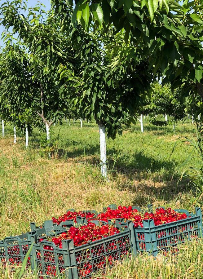 Finca Idoize Camping Hotel Akhmeta Esterno foto